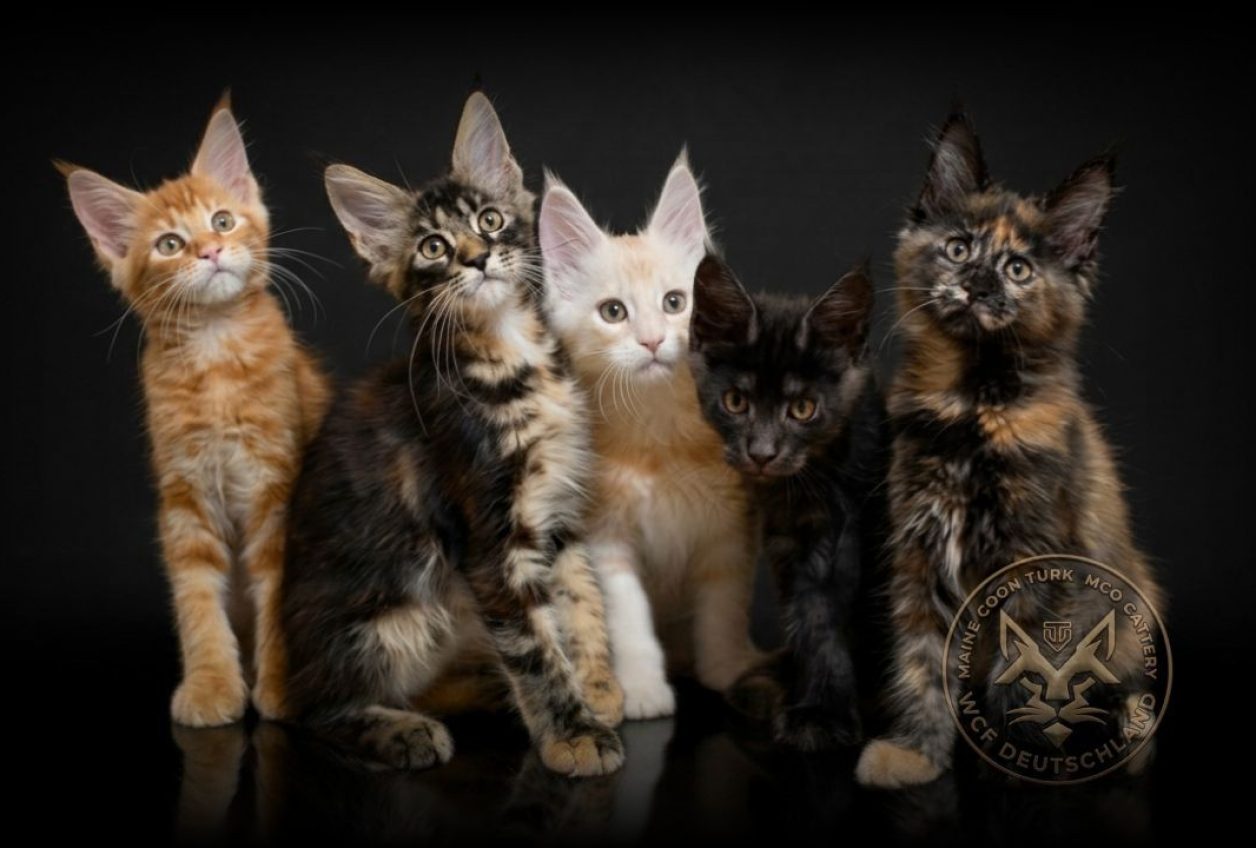 Maine Coon Türk – Mco Cattery